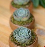 Plant Souvenirs of Cactus and Canvas